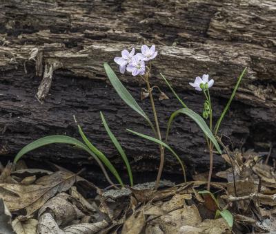 Virginia Spring Beauty in front of a Log