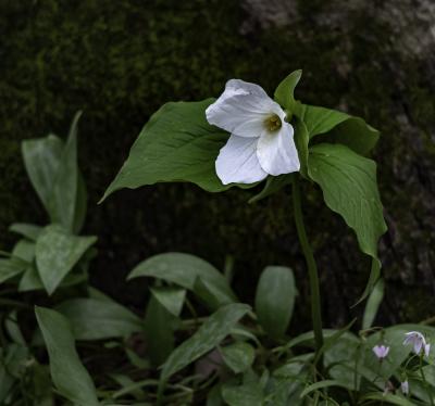 White Trillium, Flower