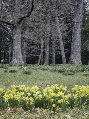 Daffodils and Oaks