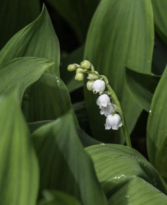 Lilly of the Valley, Flowers