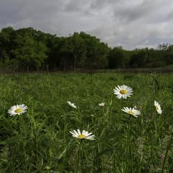 Daisies in a Field of Grasses