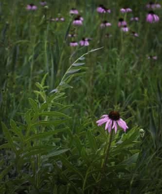 Coneflowers and Compass Plant