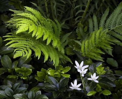 Star of Bethlehem Flowers and Fern Fronds