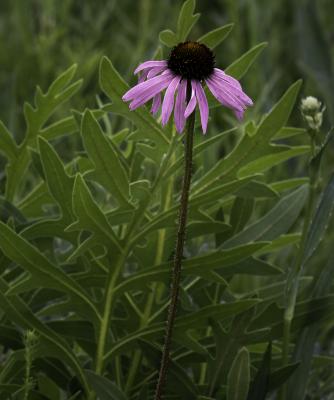 Coneflower and Compass Plant