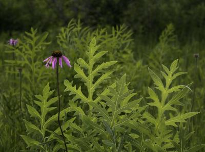 Coneflower and Compass Plant