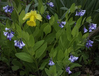 Daffodil and Bluebells