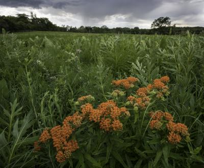 Butterfly Weed and Compass Plant, Habitat 