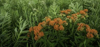 Butterfly Weed and Compass Plant, Habitat 