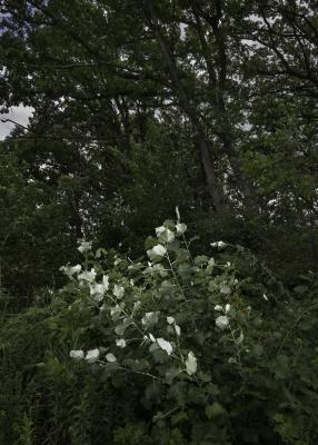 White Poplar Seedling
