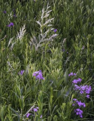 Phlox Flowers and Compass Plant Leaves