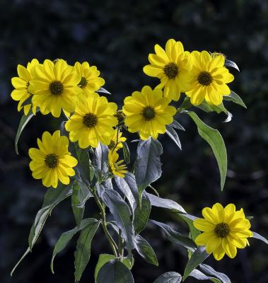 Sunflowers, Flowers 