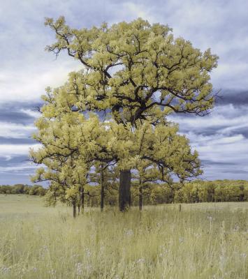 Oak Tree in the Schulenberg Prairie 