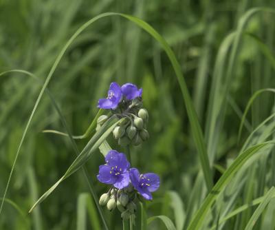 Close-up of Spiderwort Flowers and Buds