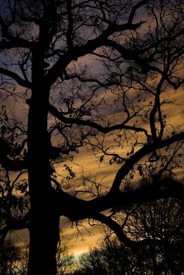 Dramatic sky behind Oak Branches