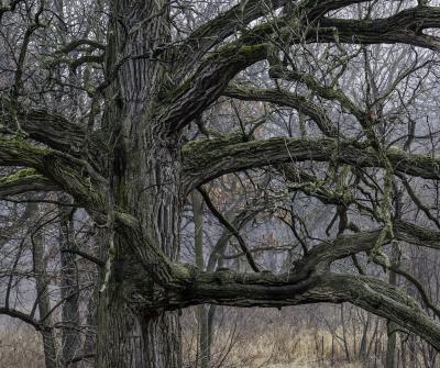 Bur Oak Branches