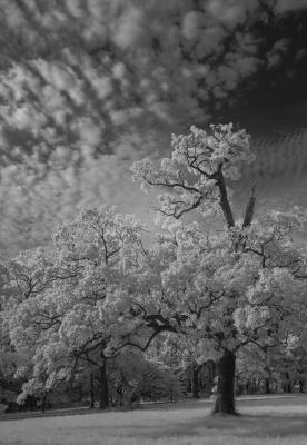 Oak Tree Below Cloudy Sky