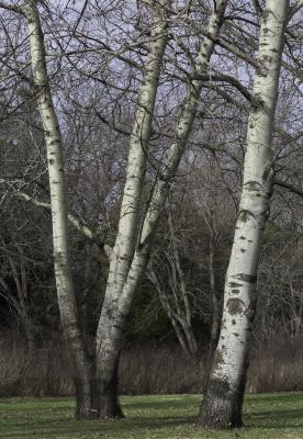 White Poplars, Trunks and Branches