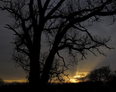 Dramatic Sunset behind Oak