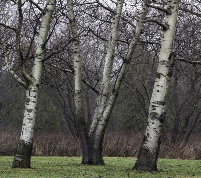 White Poplars, Trunks and Branches 