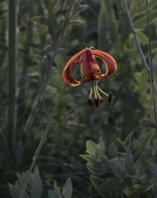 Close-up of a Prairie Lily Flower 