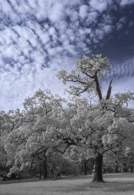 Oak Tree Under Cloudy Blue Sky