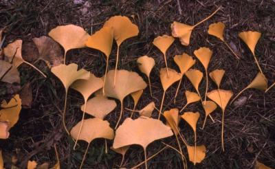 Ginkgo biloba (ginkgo), fallen leaves