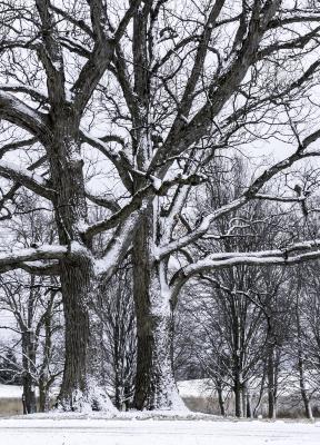 Snow covered Oak Trees