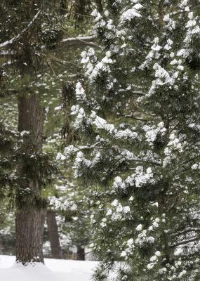 Snow covered Pine Tree