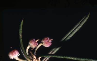 Andromeda glaucophylla Link (bog-rosemary), close-up of flower bud