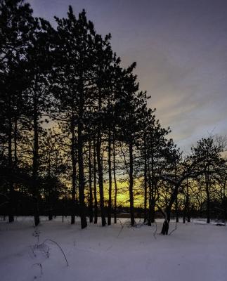 Winter Sunset among Pine Trees