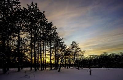 Winter Sunset among Pine Trees