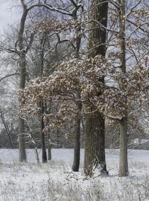 Fresh Snow on Oak Trees
