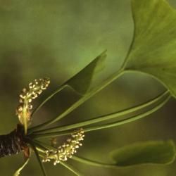 Ginkgo biloba (ginkgo), flower and leaf