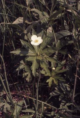Anemone canadensis L. (Canada anemone), habit