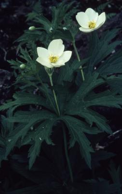 Anemone canadensis L., (Canada anemone), flowers with stem and leaves