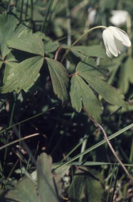 Anemone quinquefolia L. (wood anemone), flowers and leaves