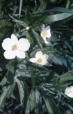 Anemone canadensis L. (Canada anemone), close-up of flowers