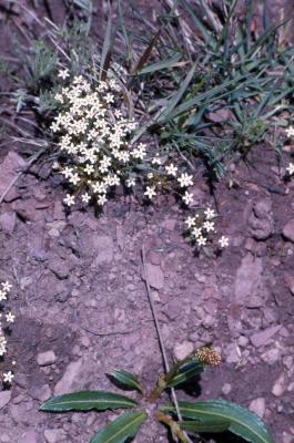 Androsace septentrionalis L. (pygmyflower rockjasmine), habit