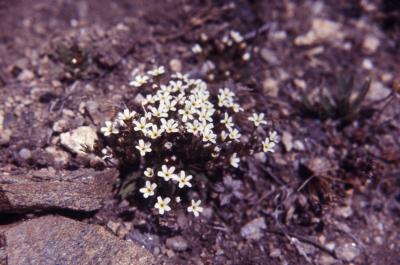 Androsace septentrionalis L. (pygmyflower rockjasmine), flowers