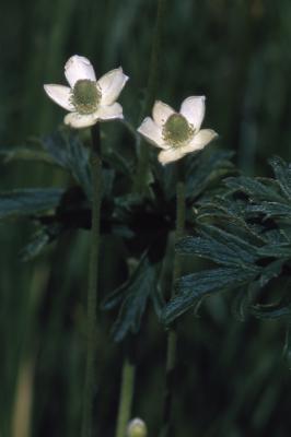 Anemone cylindrica Gray (thimbleweed), close-up of flowers with stems and leaves