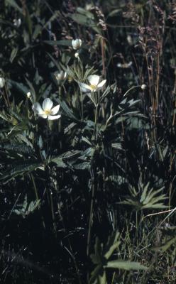 Anemone canadensis L. (Canada anemone), habit