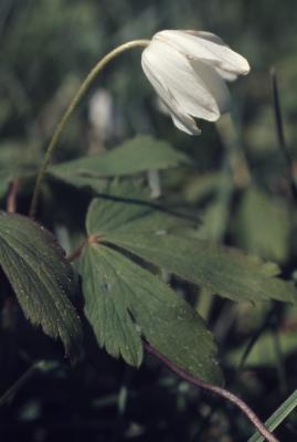 Anemone quinquefolia L. (wood anemone), flower and leaves