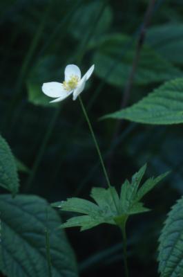 Anemone canadensis L. (Canada anemone), flower with stem and leaves