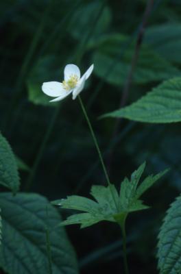 Anemone canadensis L. (Canada anemone), close-up of flower, stem, upper leaves