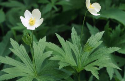 Anemone canadensis L. (Canada anemone), close-up of flower, stems, and upper leaves