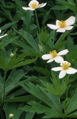 Anemone canadensis L. (Canada anemone), flowers, buds and, upper leaves