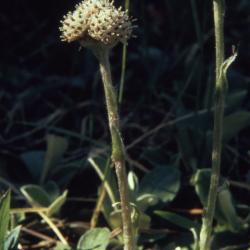 Antennaria howellii Greene (Howell's pussytoes), flower with stem