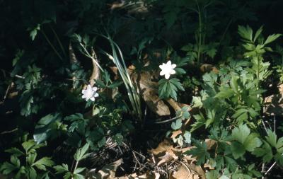 Anemone quinquefolia L. (wood anemone), habit