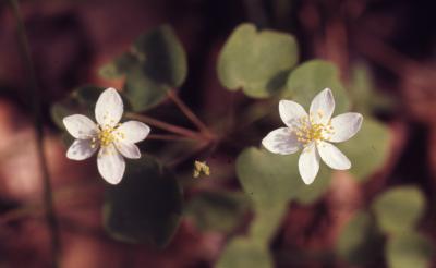 Thalictrum thalictroides (L.) Eames & Boivin (rue anemone), close-up of flowers