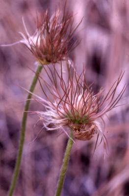 Anemone patens var. multifida Pritz. (pasqueflower), close-up of seed heads